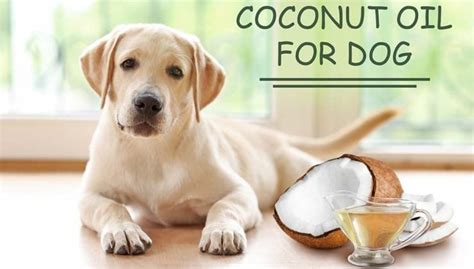 How To Use Coconut Oil For Dog Skin Problems Based On Studies