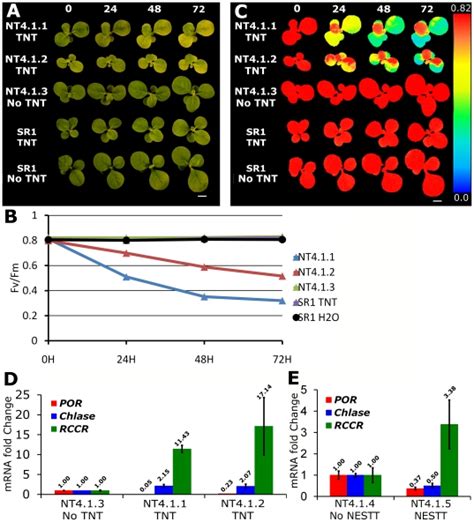 The Roots Of Transgenic Tobacco Plants Were Exposed To 100 Nm 23 Ppb Download Scientific