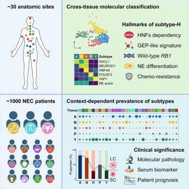 Molecular Subtypes Of Neuroendocrine Carcinomas A Cross Tissue