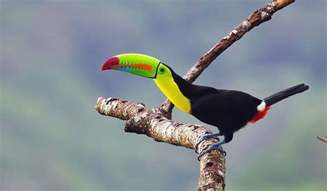 Keel-billed toucan facts, distribution & population | BioDB