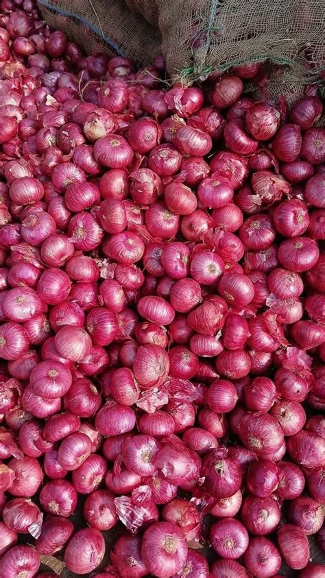 Shallots Onion Maharashtra Red Export Quality Onions A Grade At