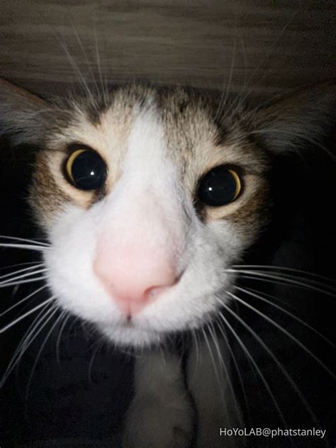 Nothing except my goofy ahh cat Genshin Impact | HoYoLAB