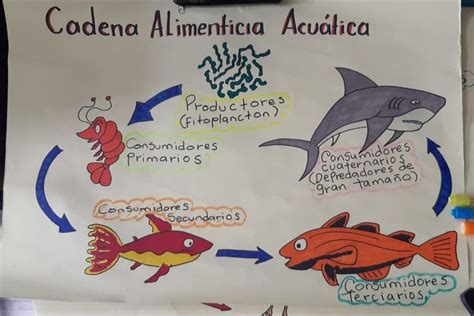 Cadena alimenticia Acuática Fuentes de letras bonitas Decoraciones