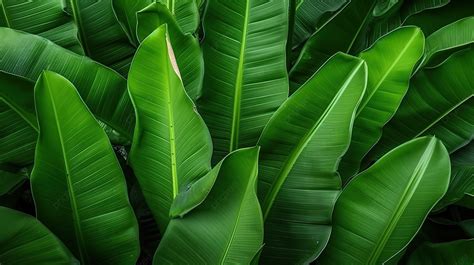 Background Texture Of Vibrant Green Banana Plant Leaves Water Leaf