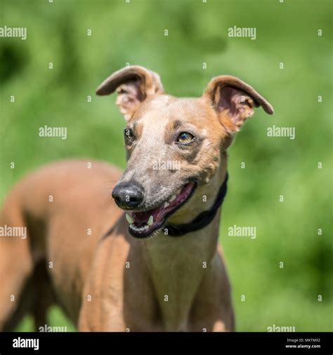 Whippet Stock Photo Alamy