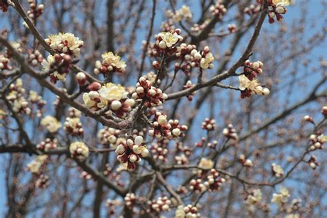 Apricot Blossoms Flowers - Free photo on Pixabay