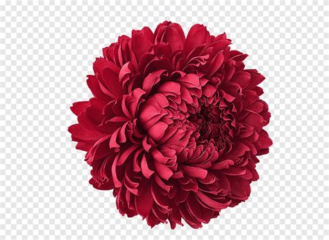 Téléchargement Gratuit Fleurs rouges fleur rouge png PNGEgg