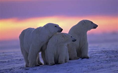 Oso Polar Características Bioenciclopedia