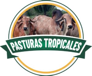 Pasto Ryegrass O Raygrass Pasturas Tropicales Semillas De Pastos