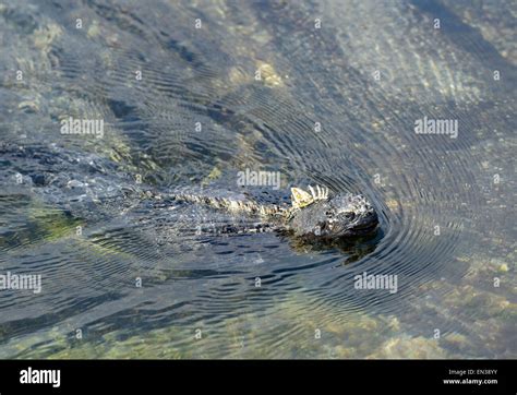 Marine Iguana Amblyrhynchus Cristatus Swimming Punta Espinosa