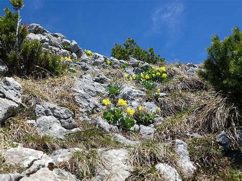 Flueblüemli lösen Legföhren ab Fotos hikr org