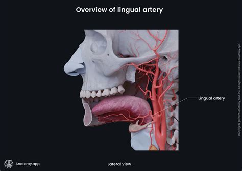 Lingual artery | Anatomy.app