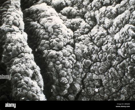 Histology Trachea Hi Res Stock Photography And Images Alamy