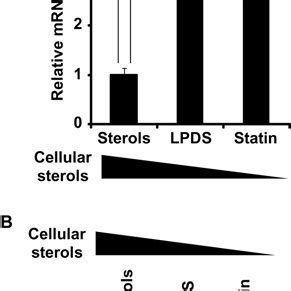 Knockdown Of SREBP 2 And NF YA Reduces FDPS Expression In Huh7 Cells