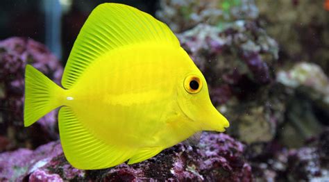 Kumpulan Gambar Ikan Hias Air Laut Cara Budidaya Ikan