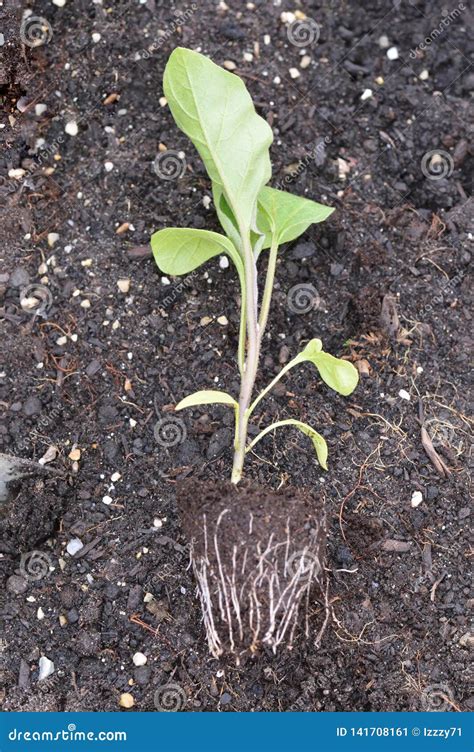 Eggplant Seedling Close Up Stock Image Image Of Plant