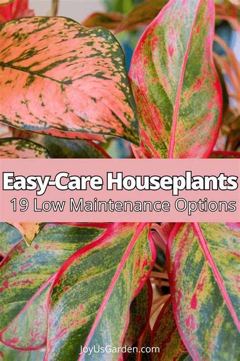 Easy Care Houseplants for Beginners: 19 Favorites (2025)