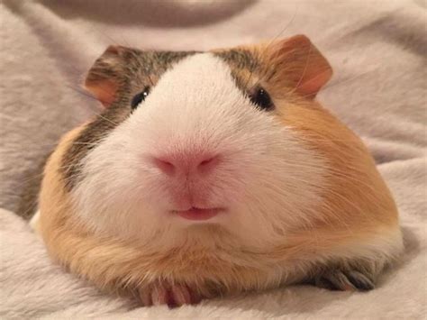 Hướng dẫn cách nuôi chuột lang (Guinea Pig) sinh sản - Thú Cưng AZ