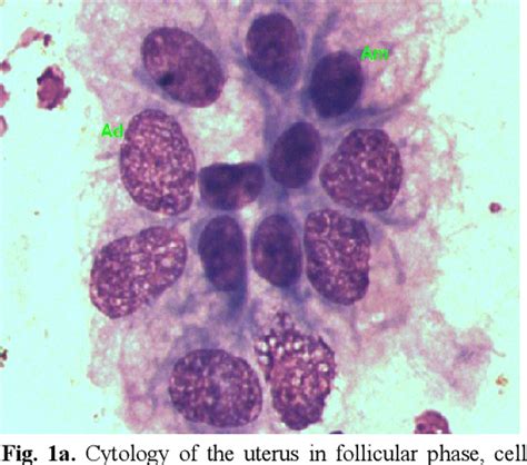 Figure 1 From Cytological Image Of The Endometrium In Cows In Follicular And Luteal Phases Of