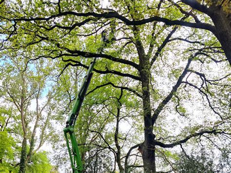 Pruimenbomen Laten Snoeien European Tree Worker Gecertificeerd