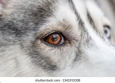 Cute Siberian Husky Brown Eyes Close Stock Photo 1341919208 | Shutterstock