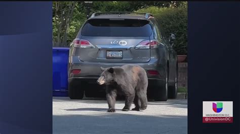 Vecinos Captan A Un Oso Negro Recorriendo Un Vecindario En Arlington