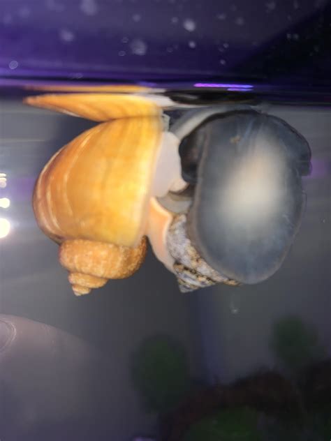 My snails mating : r/AquaticSnails