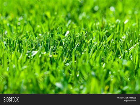 Freshly Cut Grass Image And Photo Free Trial Bigstock