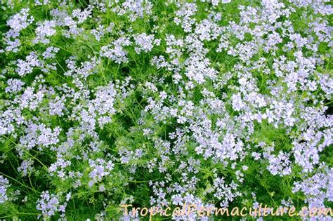 Growing Coriander: How To Grow Coriander From Seed, To Harvest Seeds