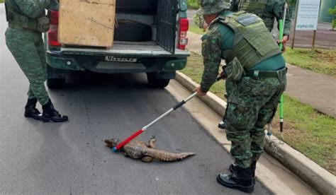 V Deo Filhote De Jacar Ferido Resgatado Na Ponta Negra Em Manaus