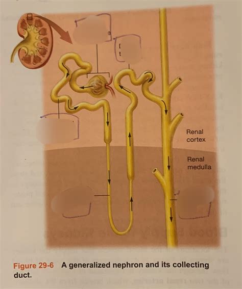 Nephron And Its Collecting Duct Diagram Quizlet