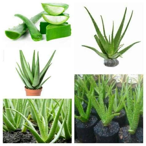 Jual Bibit Tanaman Lidah Buaya Aloe Vera Pohon Aloevera Tanaman Hias