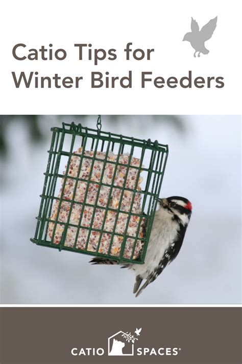 Guide to winter bird feeders – Artofit