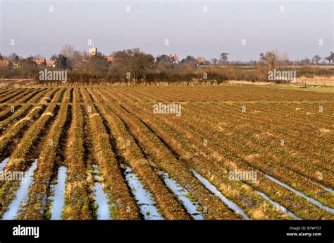 Waterlogged Furrows In A Field Stock Photo Alamy