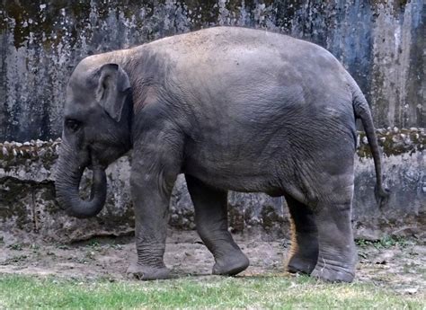 images gratuites la nature tronc animal asiatique faune sauvage