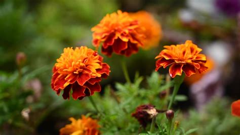 243 Gold flower tagetes_marigold Stock Video Footage - 4K and HD Video ...