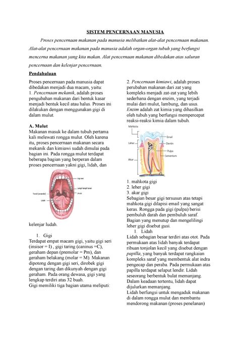 Modul Organ Pencernaan Kelas 11 Sistem Pencernaan Manusia Proses