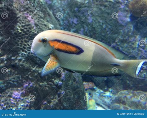 Nemo Fish stock photo. Image of diversifying, biology - 93211012