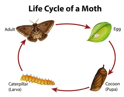 Free Vector | Diagram showing life cycle of moth