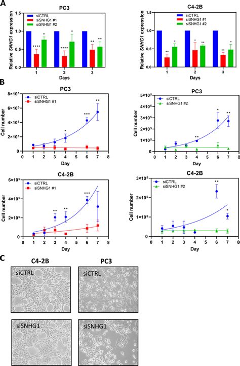 Snhg Knockdown Suppresses Cell Proliferation A Using Rt Qpcr Snhg