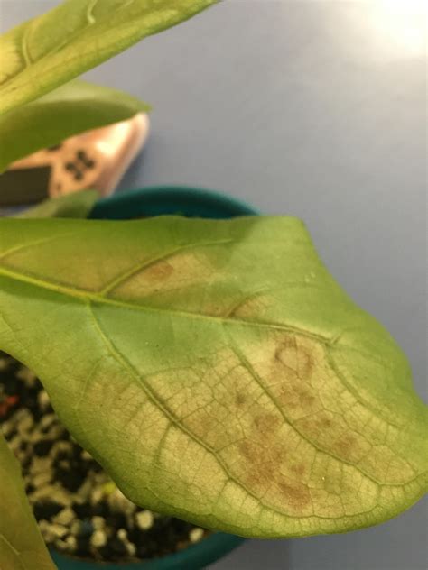 What Is Happening To My Fiddle Leaf Fig Rfiddleleaffig