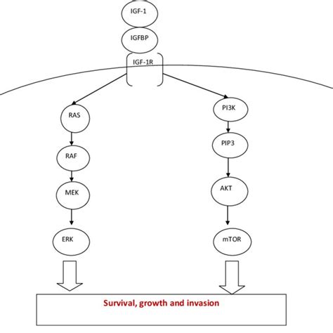 The Igf 1r Signaling Pathway Erk Extracellular Signaling Kinase Mtor