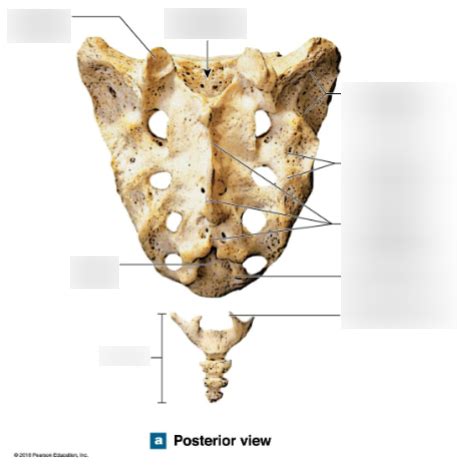 Sacrum Bone Diagram Diagram | Quizlet