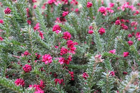 Image Of Grevillea Ground Cover With Pink Flower Austockphoto