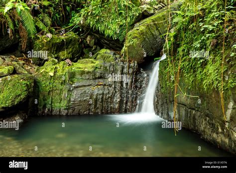 Lower Juan Diego Waterfall Caribbean National Forest El Yunque Rain