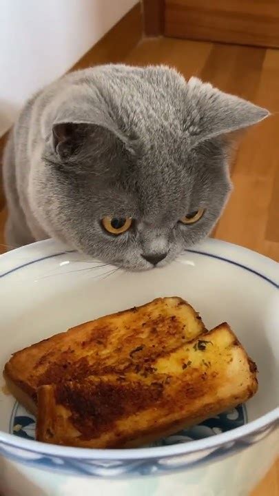 Funny Cat Toast Approved Britishshorthair Cat Catlover Gato Neko