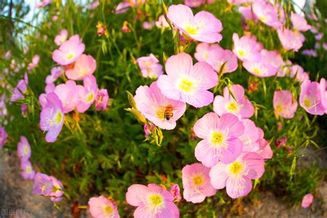 4月4日是什么日子农历（四月初四到，立夏前一天“四绝”之日，下雨有啥说法？看农谚咋说） 说明书网