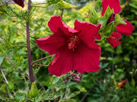 Hibiscus Plant Care And Collection Of Varieties