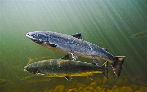 Tem Salmão No Brasil - Salmão do atlântico: características, reprodução, alimentação ...