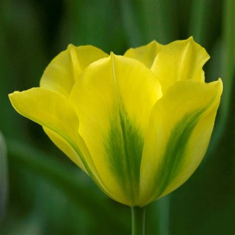 Yellow Spring Green Tulip:Single Late Tulip Bulbs:Tulips.com